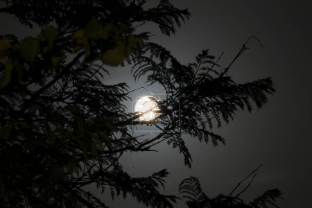Photo for "Beautiful Full moon behind branches of a tree" - Royalty Free Image