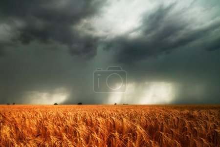 Photo for Beautiful wheat field in Romania - Royalty Free Image