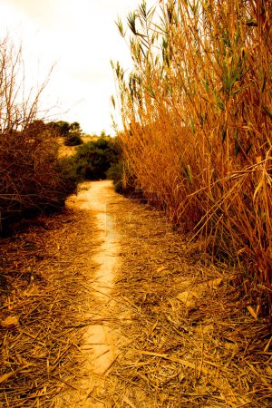 Photo for "Path between reeds in the countryside" - Royalty Free Image