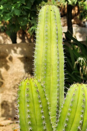 Foto de "Planta de cactus (Carnegiea gigantea) en el jardín" - Imagen libre de derechos