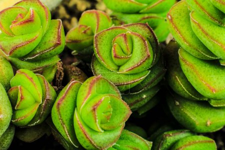 Photo for "Crassula Perforata succulent plant in the garden" - Royalty Free Image