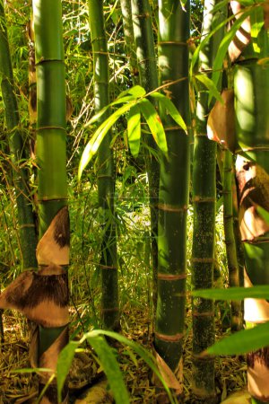 Téléchargez les photos : Parc avec des bambous vert vif - en image libre de droit