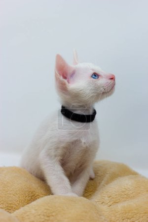 Téléchargez les photos : "White kittens with blue eyes with white background" - en image libre de droit