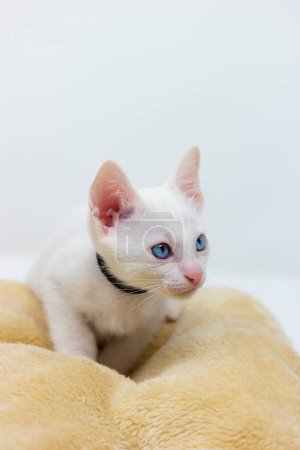Téléchargez les photos : "White kittens with blue eyes with white background" - en image libre de droit