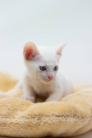 Foto de "White kittens with blue eyes with white background" - Imagen libre de derechos