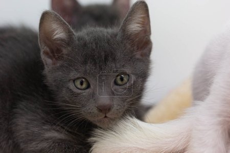 Téléchargez les photos : "Gray kittens with white background" - en image libre de droit