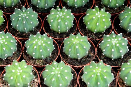 Photo for "Echinopsis Subdenudata cactus pots for sale" - Royalty Free Image