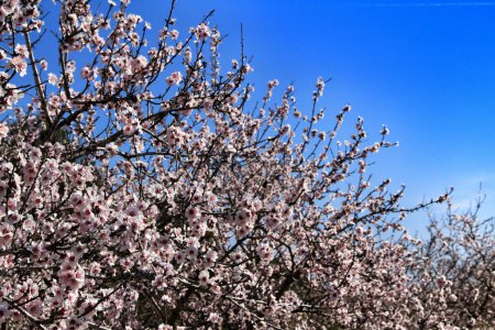 Photo for "Almond trees in bloom under blue sky" - Royalty Free Image