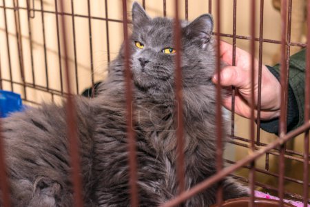 Photo for "Man scratches behind the ear of a Maine Coon cat through the grate of the cage" - Royalty Free Image