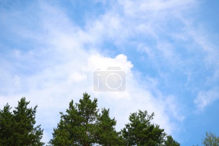 Foto de "Ramas verdes de abeto contra el cielo azul." - Imagen libre de derechos