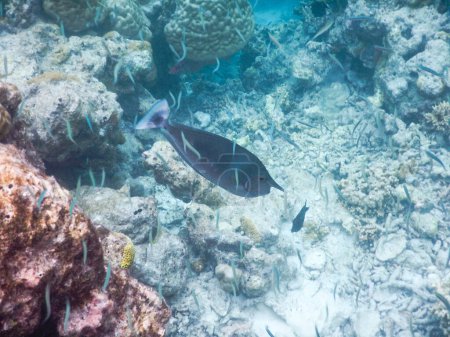 Foto de "plancton y peces tropicales
" - Imagen libre de derechos