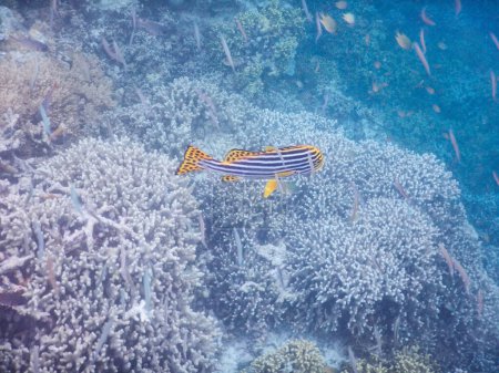 Foto de "plancton y peces tropicales
" - Imagen libre de derechos