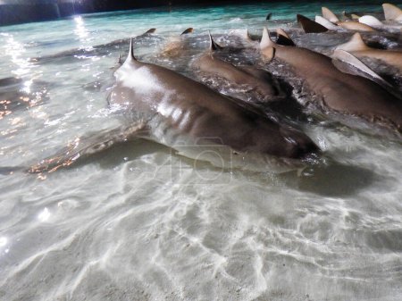 Foto de Tiburones en aguas azules en el fondo, de cerca - Imagen libre de derechos
