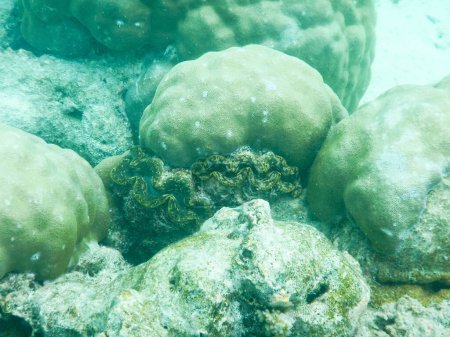 Téléchargez les photos : Vue sous-marine avec coquilles - en image libre de droit