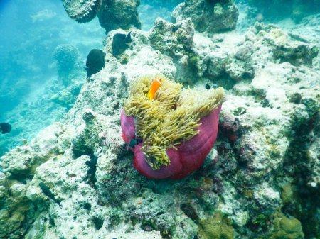 Téléchargez les photos : "poisson-clown et anémone. Incroyable concept de monde sous-marin - en image libre de droit