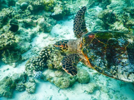 Foto de Tortuga y plancton, vista submarina - Imagen libre de derechos