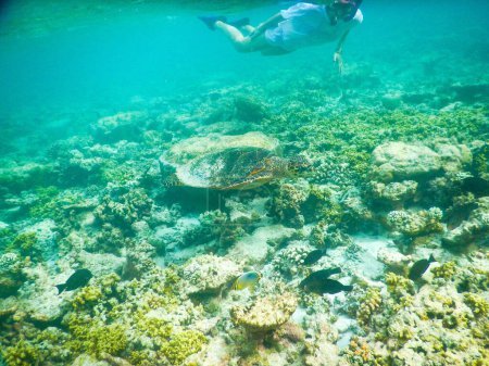 Téléchargez les photos : Tortue et plancton, vue sous-marine - en image libre de droit