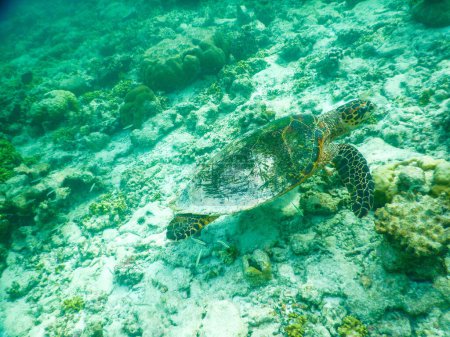 Foto de Tortuga y plancton, vista submarina - Imagen libre de derechos