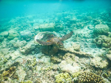 Téléchargez les photos : Tortue et plancton, vue sous-marine - en image libre de droit