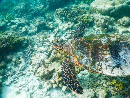 Photo for Turtle and plankton, underwater view - Royalty Free Image