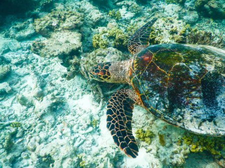 Photo for Turtle and plankton, underwater view - Royalty Free Image