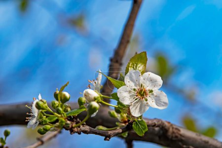 Foto de "flores de primavera en ramas de árboles en la naturaleza" - Imagen libre de derechos