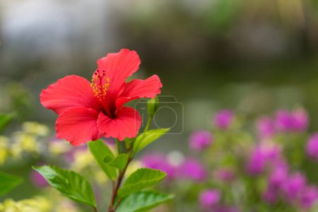 Foto de "Flor de hibisco rojo sobre fondo verde borroso con bokeh." - Imagen libre de derechos