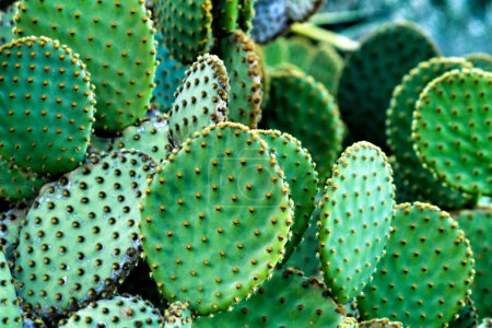 Foto de Planta de cactus Opuntia Microdasys en la montaña - Imagen libre de derechos