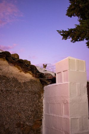 Téléchargez les photos : "Cat on a stone wall in a field in Andalusia with a sunset sky" - en image libre de droit