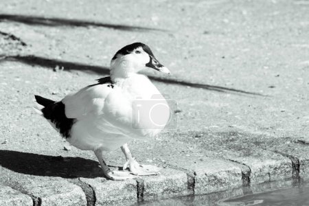 Téléchargez les photos : Duck living in an artificial city pond - en image libre de droit