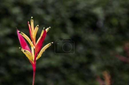 Téléchargez les photos : "Yellow Heliconia flowers (Lobster-claws) or parrot's beak is a genus of tropical plants.and Blurred green leaf background." - en image libre de droit