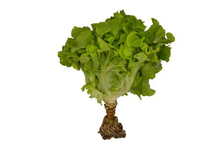 Photo for "Green Oak Lettuce isolated on white background with clipping path." - Royalty Free Image