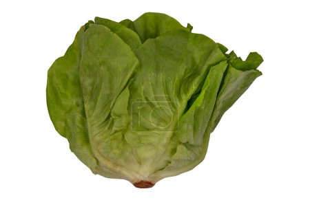 Photo for "Butterhead Lettuce isolated on white background with clipping path. " - Royalty Free Image