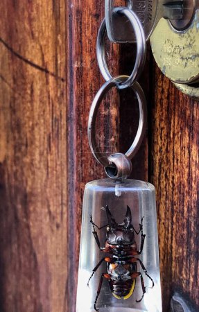 Téléchargez les photos : Gros plan de porte-clés avec scarabée sur fond - en image libre de droit