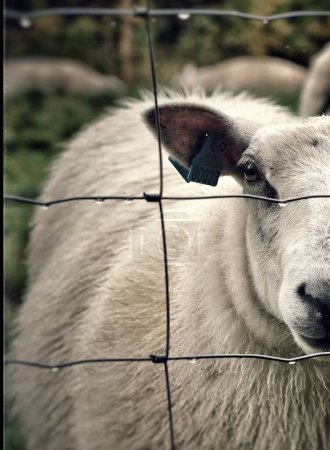 Téléchargez les photos : White sheep close up - en image libre de droit