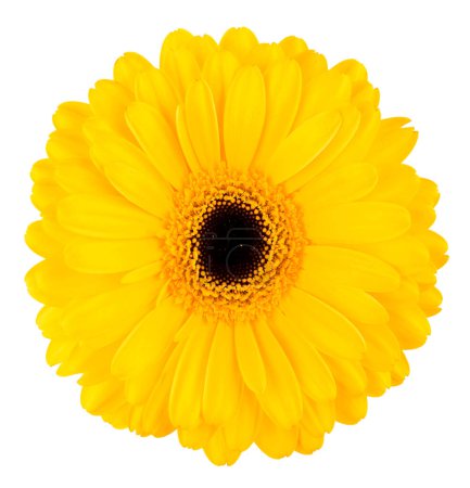 Téléchargez les photos : "gerbera jaune isolé sur fond blanc, fleur" - en image libre de droit