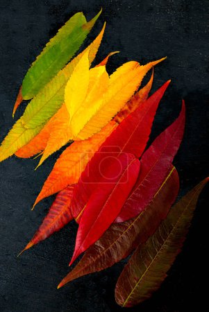 Téléchargez les photos : "automne feuilles palette coloré automne feuille fond
" - en image libre de droit