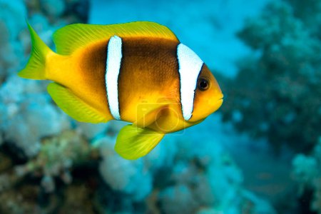 Photo for "Red Sea Clownfish, Coral Reef, Red Sea, Egypt" - Royalty Free Image