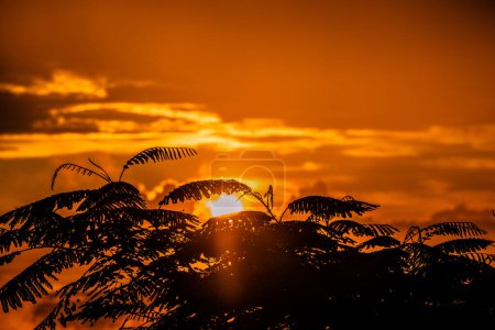 Photo for "Beautiful photo of sunset behind plam leafs in Costa rica" - Royalty Free Image