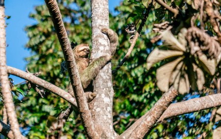 Téléchargez les photos : "Cute Sloth on the tree - Costa rica" - en image libre de droit