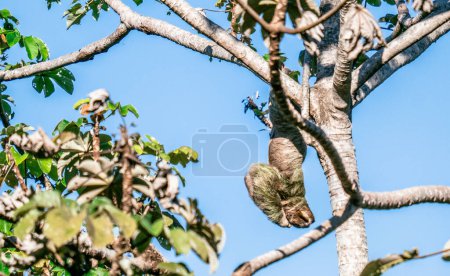 Téléchargez les photos : "Mignon paresseux sur l'arbre - Costa rica" - en image libre de droit