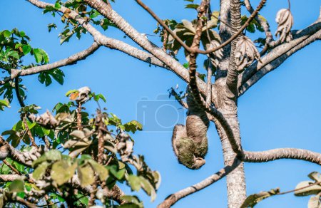 Photo for "Cute Sloth on the tree - Costa rica" - Royalty Free Image
