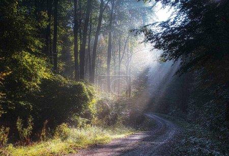 Téléchargez les photos : Vue majestueuse de la forêt avec des rayons de soleil, Hongrie - en image libre de droit