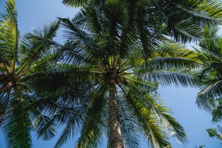 Téléchargez les photos : Branches de cocotiers sous le ciel bleu
. - en image libre de droit