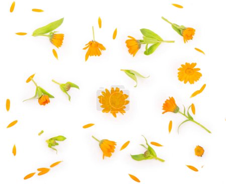 Téléchargez les photos : "Modèle lumineux coloré de fleurs de calendula orange
" - en image libre de droit