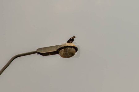 Téléchargez les photos : Vue à Basse Angle Du Réverbère Gris Avec Des Pigeons Perché Avec Le Ciel Ténébreux. - en image libre de droit
