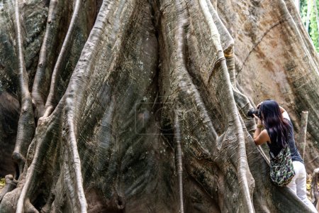 Téléchargez les photos : "Jeune femme avec sac à bandoulière et en utilisant un appareil photo pour prendre la photo Grand arbre géant, Comparaison de taille entre l'homme et le grand arbre géant dans Ban Sanam de la province d'Uthai Thani, Thaïlande
." - en image libre de droit