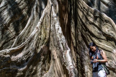 Foto de "Mujer joven con bolso de hombro y ver las fotos tomadas desde la cámara, Comparación de tamaño entre el árbol grande humano y gigante en Ban Sanam de la provincia de Uthai Thani, Tailandia." - Imagen libre de derechos