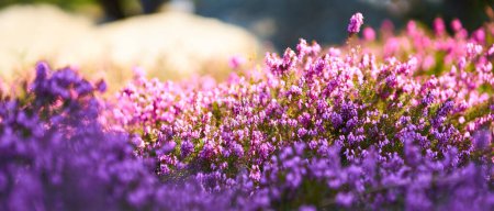 Photo for Common heather in blossom - Royalty Free Image