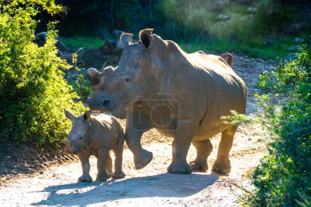 Foto de Thandi y Mthetho Madre y bebé descansando rinoceronte blanco - Imagen libre de derechos